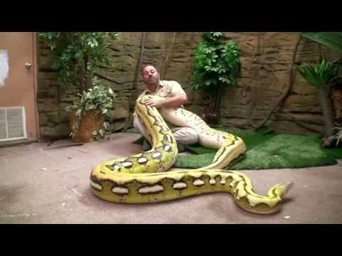 YouTube reptile video