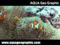 カクレクマノミ,Clownfish,Clown anemonefish