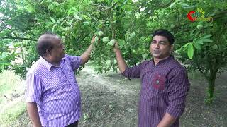 শরিফার বাণিজ্যিক চাষ পদ্ধতি- ৩৩ শতকে আয় প্রায় ৬ লক্ষ টাকা-পর্ব-০১