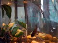 Poisson (rapanalus)