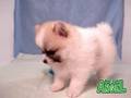 【ペットショップ エンゼル】お薦めの子犬・子猫 0809049