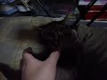 子猫のMISIA　甘噛み大王