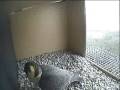 PEREGRINE FALCONS NOORD BRABANT, NETHERLANDS - COURTSHIP BEGINS