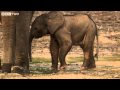Natural World: Forest Elephants - Promo Video