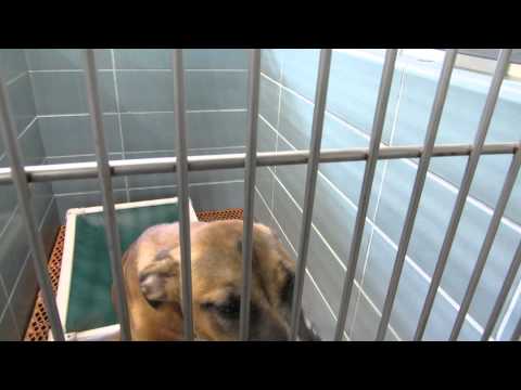how to isolate a dog with kennel cough