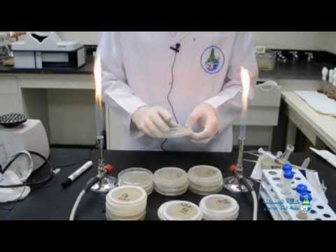 how to isolate marine bacteria