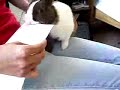 Letter Opener