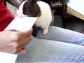 Letter-Opener