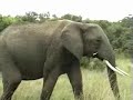 Elephant in the Masai Mara
