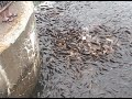 Carp Gone Crazy Carp Gone Crazy