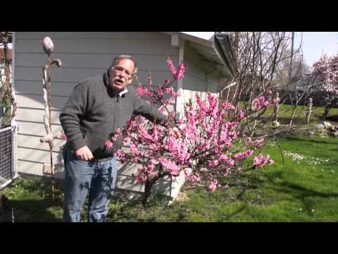 how to transplant a dwarf peach tree