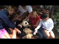 WNT: Players & Pandas