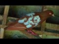 Lo mejor en PALOMAS DE RAZA exótica