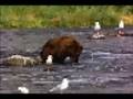 pixal bear