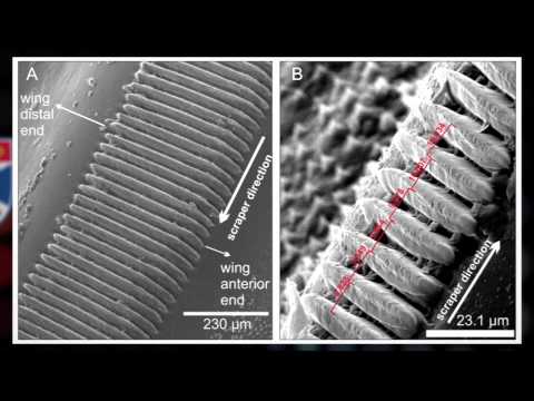 Jurassic Cricket's Mating Call Recreated From Detailed Fossil