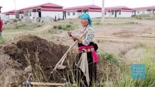 China: End Involuntary Rehousing, Relocation of Tibetans