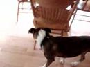 notre chien charly