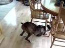 notre chien charly