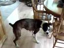 notre chien charly