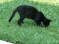 .... Bob the Cat eating a frog...
