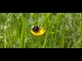 Bubmle bee chases small bee off his butterwort meal.