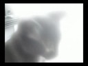 videos de Jack The Kitty Wizard: Litterbox Beach 1 of 2