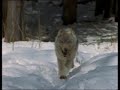 Royksopp- Alpha male