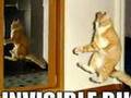 OMG!!!1!! Cute Kittiz Hav Invaded my YooChhob!!!11!
