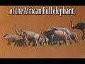 Dugzart - South African wildlife paintings by Doug Pithey Dugzart - South African wildlife paintings by Doug Pithey