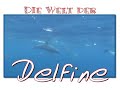 The Best 19 Bottlenose Dolphin Deutsch