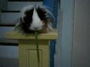Tresi-Liit (Peruvian Guinea pig) 1 Tresi-Liit (Peruvian Guinea pig) 1