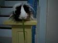 Tresi-Liit (Peruvian Guinea pig) 1