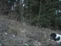 video Our pupys at age 6 weeks