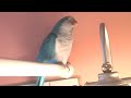 Squeaky Quaker Squeaky Quaker
