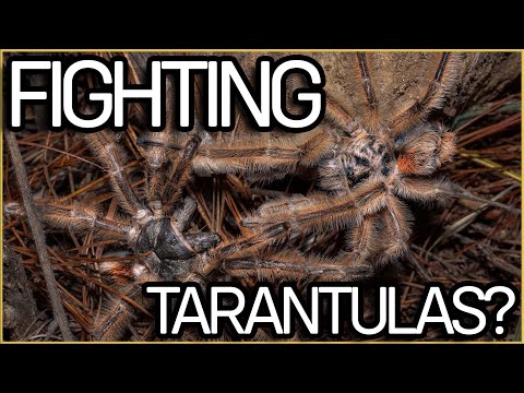 YouTube reptile video