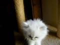 Dumbledore du Grand Nocq : persan chinchilla/silver