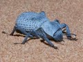 Most Amazing Insects You\ Most Amazing Insects You\