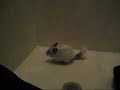 Chinchillas can Jump