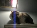 Olly: the bathroom vanity and his excellent balance Olly: the bathroom vanity and his excellent balance