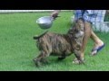 VÍDEO DO FILHOTE MACHO DO BIAL COM A KIRA DO FORTAL DO FILA 97 DIAS.MP4