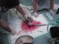 seal rescue..BDMLR