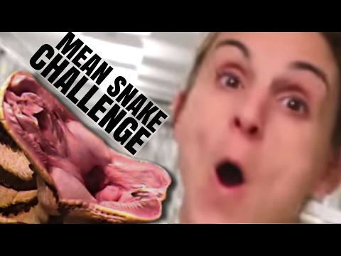 YouTube reptile video