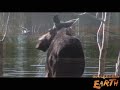 Chronic Wasting Disease Chronic Wasting Disease