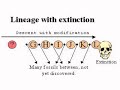 Transitional Fossils Redux