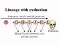 Transitional Fossils Redux