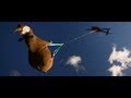 Flying Rhinos