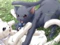 Kittehs- Imma Gummi Bear