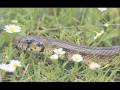 videos de Fauna Ibérica