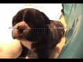 French Bulldog Puppies at One Month