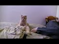 Gratuitous Bonk Bonk Bonk Bonk! (Buddha sitting Scottish Fold)